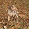 Louisiana Catahoula puppy in autumn