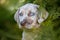 louisiana catahoula puppy portrait in summer