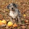 Louisiana Catahoula puppy with pumpkins in Autumn