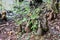 Louisiana Cypress Knees