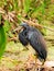 Louisiana Heron Bird