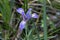 A Louisiana Iris in the Six Mile Cypress Slough Preserve