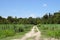 Louisiana Sugarcane Field