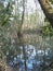 Louisiana swamps in November