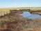 Louisiana wetland roseau cane destroyed by  the Deepwater Horizon disaster