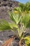 Loulu spiky plant (Pritchardia affinis)
