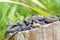 Lounge, group or bundle of Common Lizards