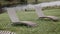 Loungers stand in rows on green grass empty