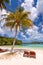 Loungers under a palm tree on a tropical beach