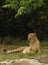 Lounging Cheetah