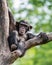 Lounging Chimp