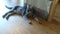 Lounging Gray Tabby Cat Lays on wooden floor in cat cafe