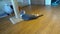 Lounging Gray Tabby Cat Plays on wooden floor in cat cafe