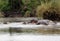 Lounging Hippos Serengeti Safari tour