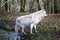 LOUP BLANC DE LA TOUNDRA canis lupus tundrarum