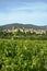 Lourmarin vineyards south of france