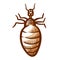 Louse hand drawn icon. Lice, crawler pictogram. Wingless insect living among human, animal hairs.