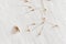 Louse and nits cocoons on white paper background