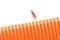 A louse on a white background next to a hairbrush for combing in