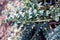 Lousewort, Marsh Lousewort, Pedicularis palustris