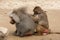 Lousing baboons