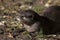 LOUTRE CENDREE aonyx cinerea