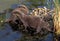 LOUTRE CENDREE aonyx cinerea