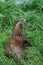 LOUTRE D`EUROPE lutra lutra