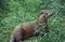 LOUTRE D`EUROPE lutra lutra