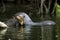 LOUTRE GEANTE pteronura brasiliensis