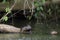 LOUTRE GEANTE pteronura brasiliensis