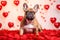 A lovable bulldog amidst red heart balloons and rose petals, creating a festive