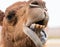 Lovable face of a Camel