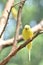 Lovable Little Budgie Parakeet Living in Nature