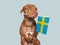 Lovable, pretty dog and Flag of Sweden