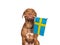 Lovable, pretty dog and Flag of Sweden