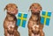 Lovable, pretty dog and Swedish Flag. Closeup