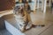 Lovable scottish fold cat cat lies on the wooden floor. Portrait of a very funny fluffy cat.