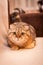 Lovable Scottish fold cat playing