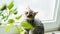 Lovable scottish fold cat window plant happy