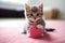 Lovable Valentines Kitten - Adorable Feline with Heart, Best Symbol of Love and Affection