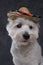 Lovable white terrier doggy with mexican straw hat