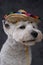 Lovable white terrier doggy with mexican straw hat