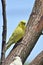 Lovable Yellow Budgie Parakeet in a Tree