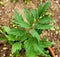 Lovage herb companion plant in organic garden