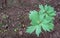 Lovage herb very medicinal plant growing in the garden