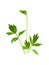 Lovage leaves and sprout