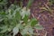 Lovage. Levisticum officinal. Perennial herbaceous plant