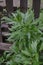 Lovage. Levisticum officinal. Perennial herbaceous plant