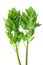 Lovage (Levisticum officinale)